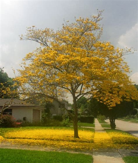 Virginias Life Such As It Is Tabebuia The Brilliant Yellow