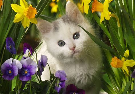 Amazing Baby Between The Flowers Wallpapers Hd Desktop And Mobile Backgrounds