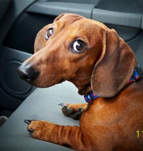 Find dachshund in dogs & puppies for rehoming | find dogs and puppies locally for sale or adoption in ontario : Dapple Dachshund Puppies For Adoption - The Y Guide