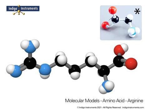 Arginine Structure Amino Acid Molecular Model Molymod Style