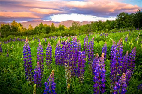 Free Download New Hampshire Lupine Meadow Wallpaper 2048x1365 153332