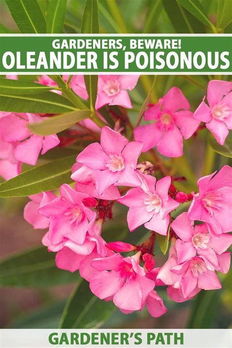 Gardeners Beware Oleander Is Poisonous When Eaten
