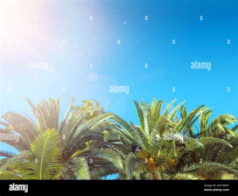 Tropical Plam Tree Over The Clear Blue Sky Stock Photo Alamy