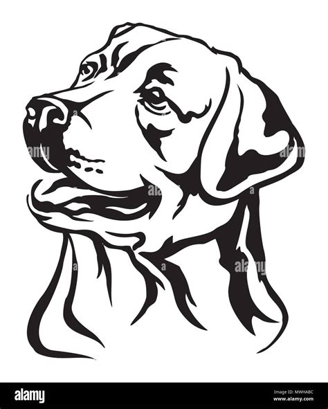 Retrato Decorativa Del Perro Labrador Retriever Vector Ilustración