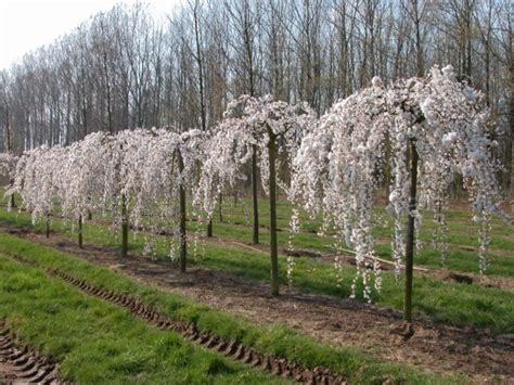 Returns made easy · world's largest selection · daily deals Buy White Weeping Cherry Trees | The Tree Center