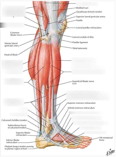 Muscles Of Leg Lateral View Diagram Quizlet
