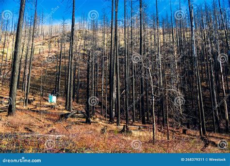 Scenic Shot Of The Naked Pine Trees On A Forest Stock Image Image Of Scenic Landscape