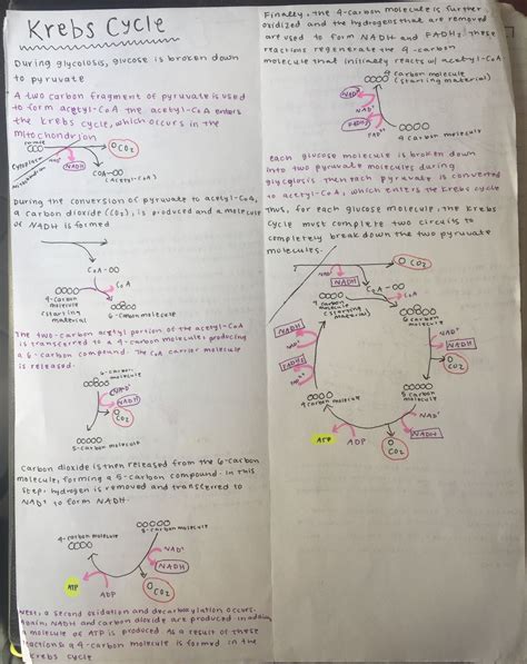 Pt 1 Here Is A Picture Of My Notes On The Krebs Cycle Transcription Of