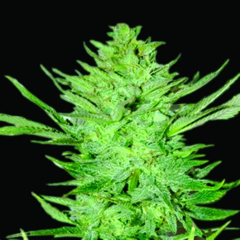 Royal Purple Kush Auto Emerald Triangle Seeds