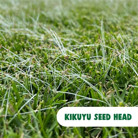 Seed Heads In Your Lawn The Turf Farm Premium Instant Lawn