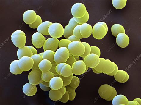 Enterococcus Faecalis Bacteria Sem Stock Image C0491604 Science