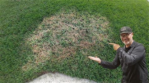 Brown Patch Large Patch In St Augustine Zoysia Tall Fescue Lawn