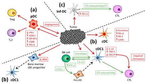 The Role Of Type Conventional Dendritic Cells In Cancer Immunity