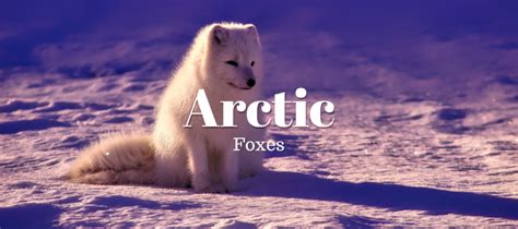 Arctic Foxes Exotic Pet Wonderland