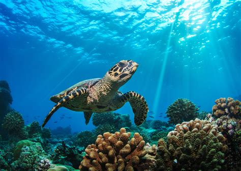 Maldives Resort Turtle Intern