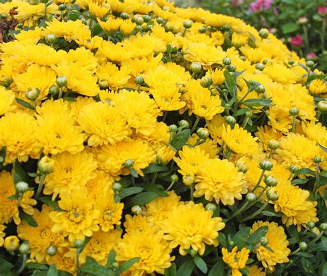 Fall Mums Yellow Milaegers