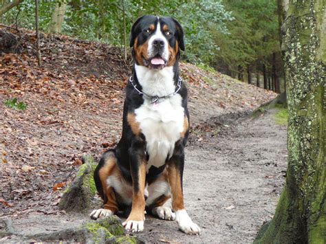 Grosser Schweizer Sennenhund Foto And Bild Tiere Haustiere Hunde