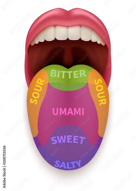 Realistic Tongue With Basic Taste Areas Tasting Map In Human Mouth Sweet Salty Sour Bitter