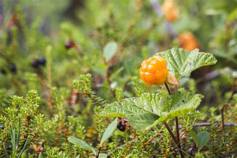 Boreal Forest Plants