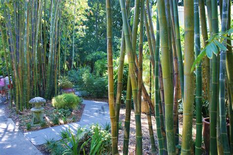 Bambusa Oldhamii Giant Timber Bamboo Karl Gercens Flickr
