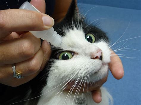 Typically eye infections are caused by bacteria but they tresaderm: 4 Tips on How to Give your Cat Eye Drops