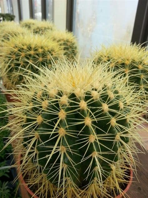 Small Barrel Cactus A Beautiful And Hardy Addition To Your Garden