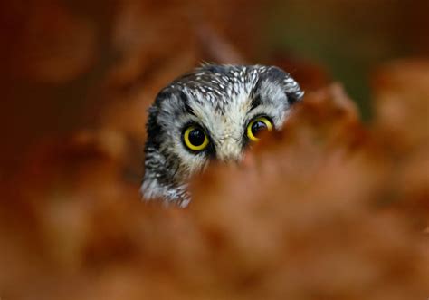 55 Amazing Images Of Beautiful And Enigmatic Owls