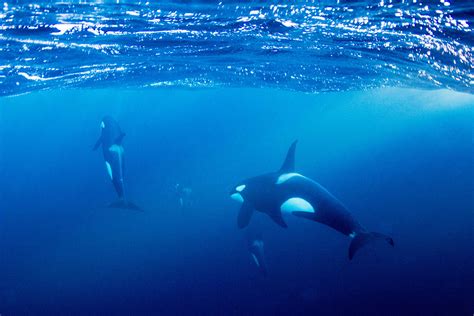 Swim With Killer Whales In The Wild On Your Next Holiday From £200