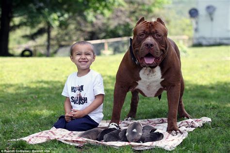 hulk the world s biggest pitbull cuddles up to his litter of puppies which are worth £300 000