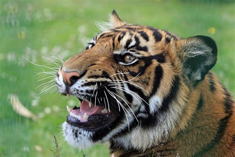 Animal Photograph Bengal Tiger Tiger Snarling Close Up Head Face