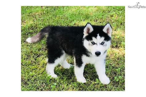 Siberian Husky Puppy For Sale Near Oklahoma City Oklahoma 31f7f688 F561