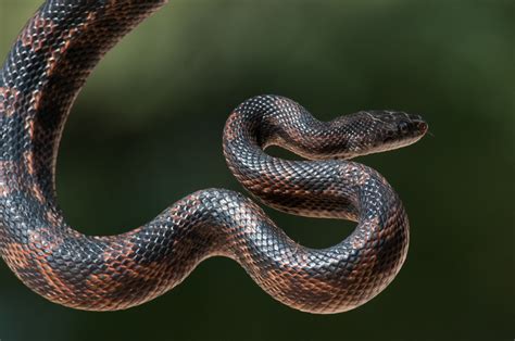 Western Rat Snake Sugar Lake Snakes INaturalist