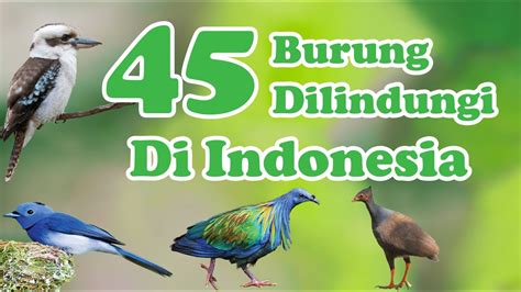 45 Jenis Burung yang Dilindungi di Indonesia - YouTube