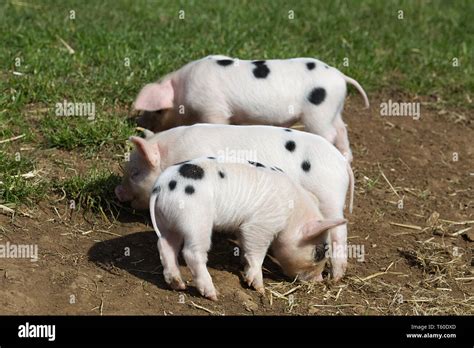 Lustige schweine Fotos und Bildmaterial in hoher Auflösung Seite Alamy