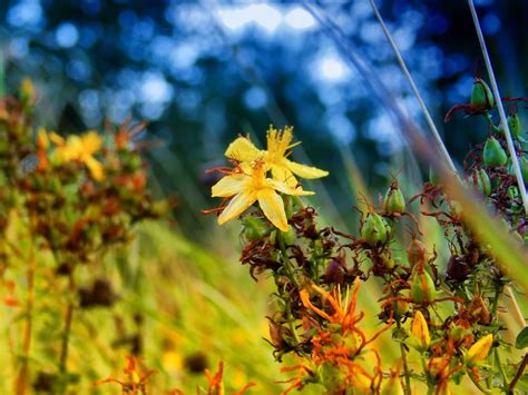 Imagen Gratis Hoja Naturaleza Flor Verano Flora Jard N Luz Del