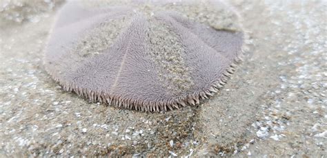 Sand Dollar Facts And Beyond Biology Dictionary