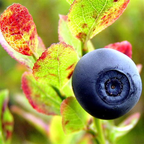 Bilberry Tincture Vaccinium Myrtillus Urban Fringe