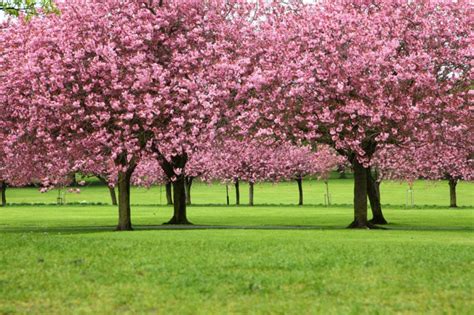 La extraordinaria belleza del Cerezo japonés