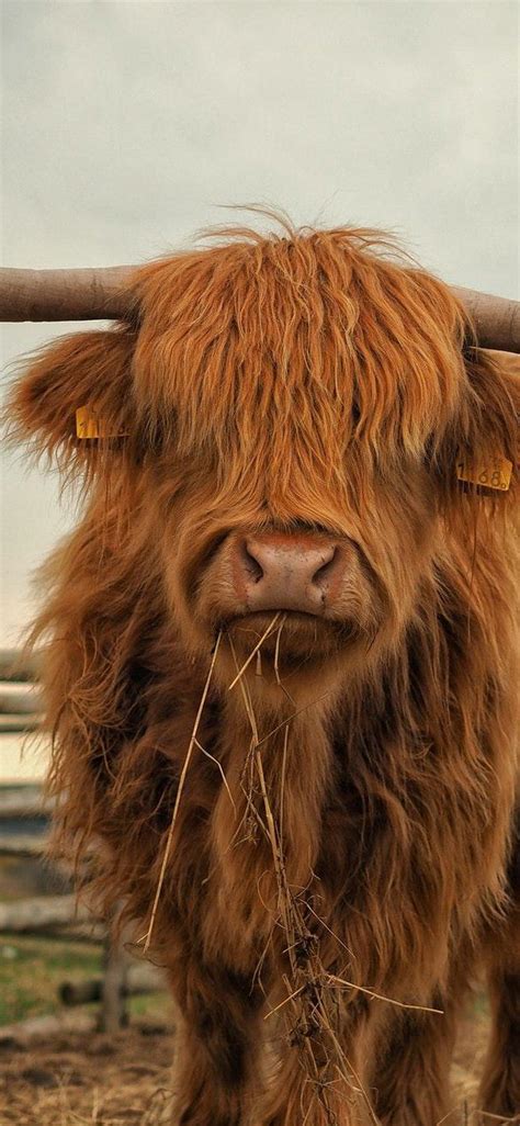 100 Highland Cow Desktop Wallpaper Free Stock Cow 45 Off