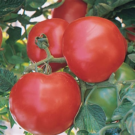 Fantom Hybrid Tomato Medium Large Tomato Seeds Totally Tomatoes