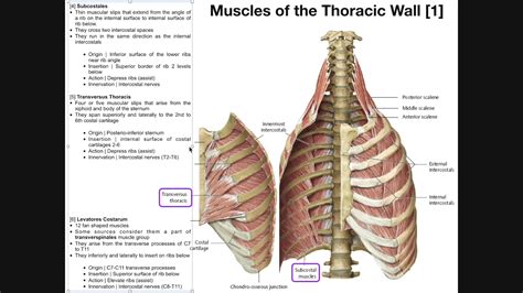 Muscles Of The Thoracic Wall Youtube