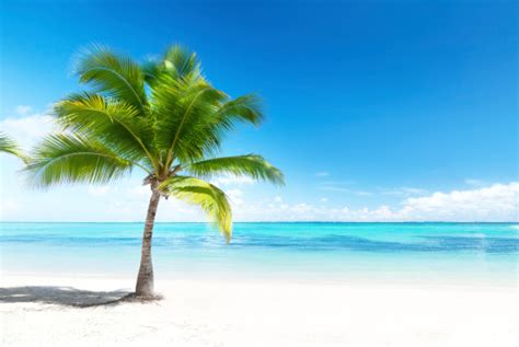 See more ideas about coconut tree, tree, coconut. Palm Tree On Beach Overlooking Ocean Stock Photo ...
