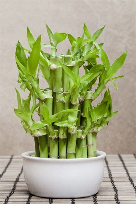 How To Grow Lucky Bamboo