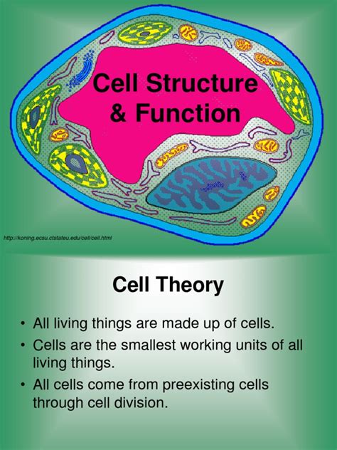 Cellstructurefunctionppt Cell Nucleus Cell Biology