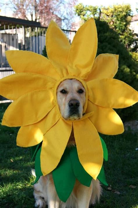 19 Costumes That Prove Labradors Always Win At Halloween