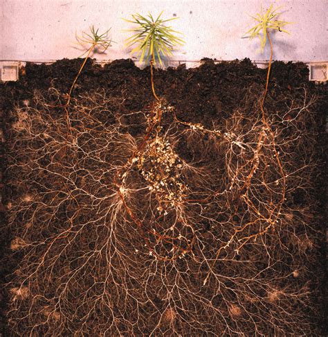 Rootstart Mycorrhizal Fungi For Urban Soils Greenblue Urban Ltd