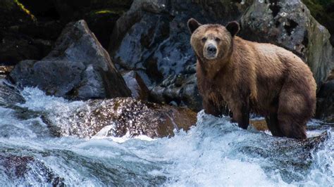 Animal Bear in Water | HD Wallpapers