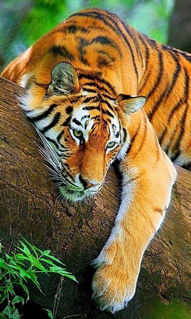 56 Orange Things To Prove Its An Outstanding Color Tiger Wallpaper