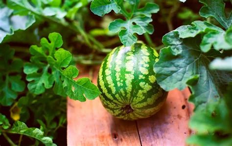 How To Grow Watermelon In A Raised Bed Bed Gardening