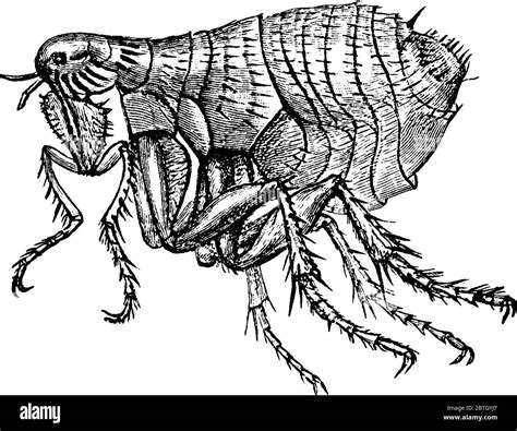 Figure Shows Human Flea It Is One Of Six Species In The Genus Pulex